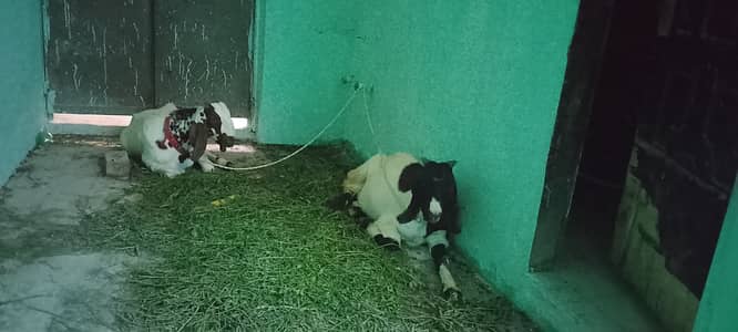 Qurbani k liay bakry