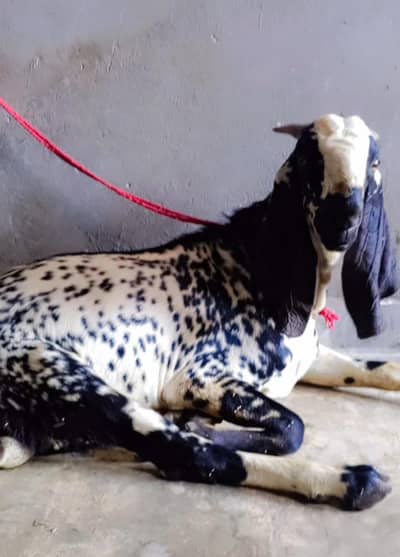 بکرا برائے فروخت - Goat sale