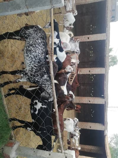 Bakra farm Qurbani 03006691075