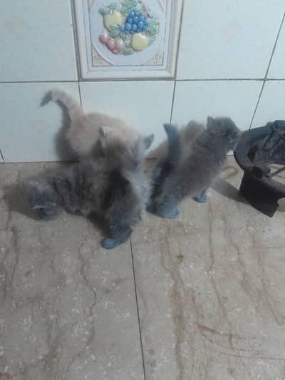 Punch face high quality cats