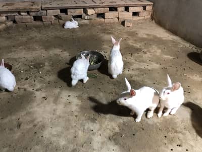 Rabbits for seal