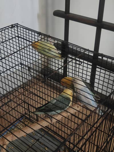 love birds for sale parblue