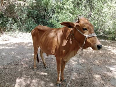 Cow For Sale
