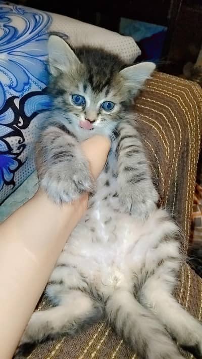 cats baby