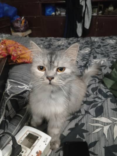 Triple Coated Persian Breeding Pair For Sale - Ready To Breed
