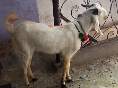 arjind sell for bakra