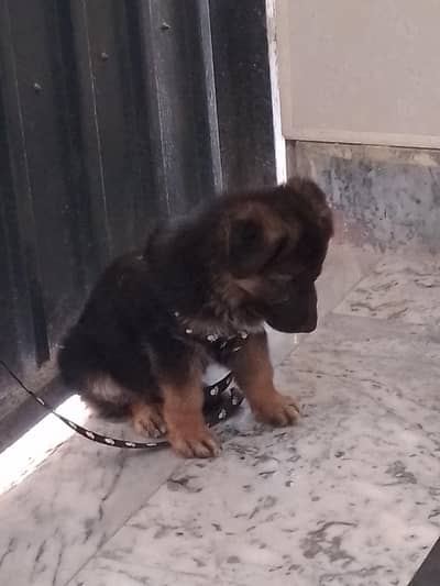 pure German shepherd puppy