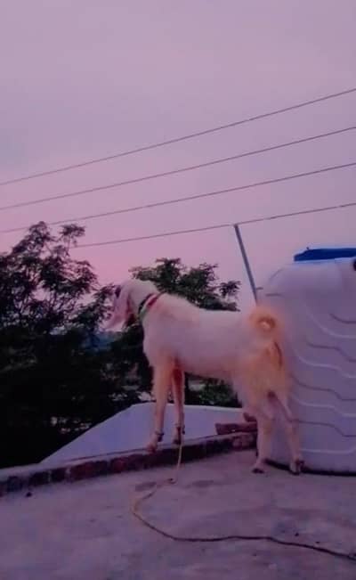 qurbani Bakra