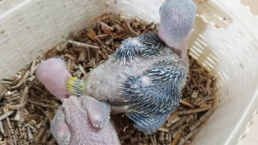 raw kashmiri Pahari chicks baby