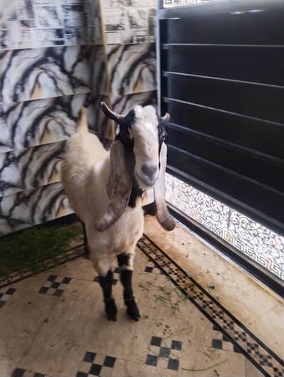 4 danth desi bakra 03249413765 RS 150000