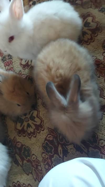 engura rabbit