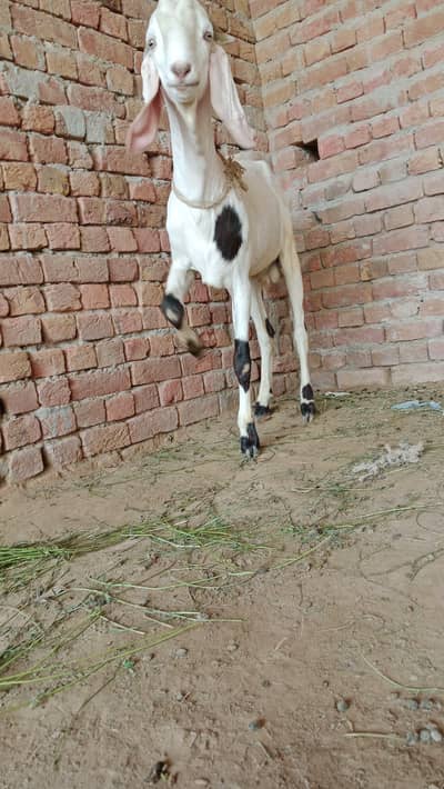 Qurbani ka bakra