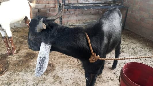 Mountain Goats for Qurbani