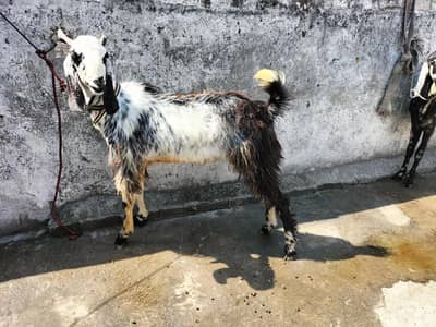 Dunda Bakra