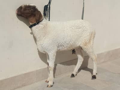 khary Ka dumba