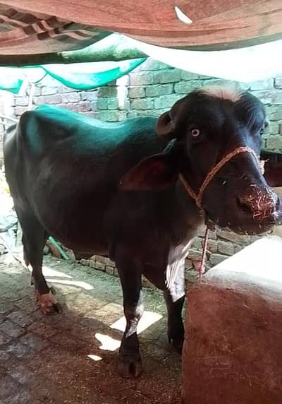 2 dant Ghar ka Pala hoa kata 6 man meat ho ga