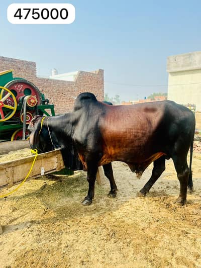 Heavy Healthy Qurbani Bulls For Sale 