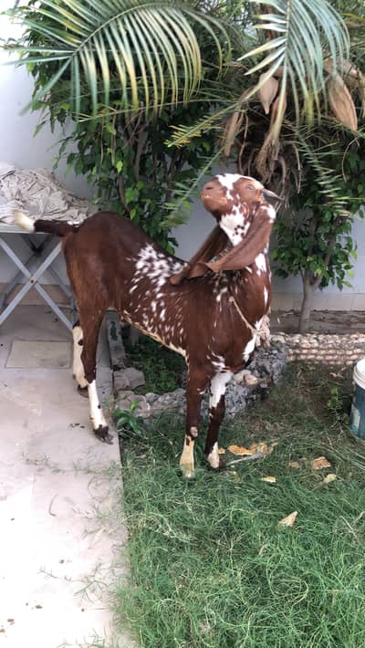 Goat my