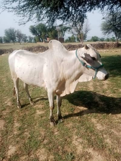 Bull For Qubani