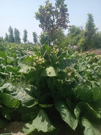 seeds desi