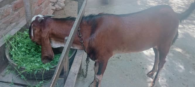 Qurbani k liy for sail ghr ka pala hua hai healthy janwer . 03226073586