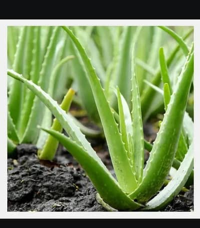 Fresh Mango & Aloe Vera Plants Available - Home Garden Special