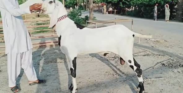 bakra munh se 2 dant for sale call me 03460423873