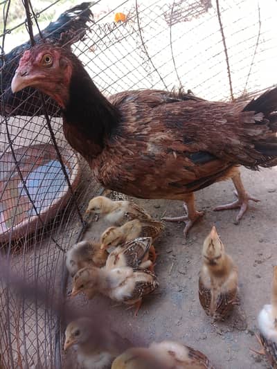 aseel murgi with 10 chicks