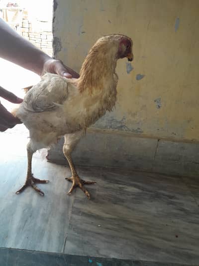 White Aseel shamo