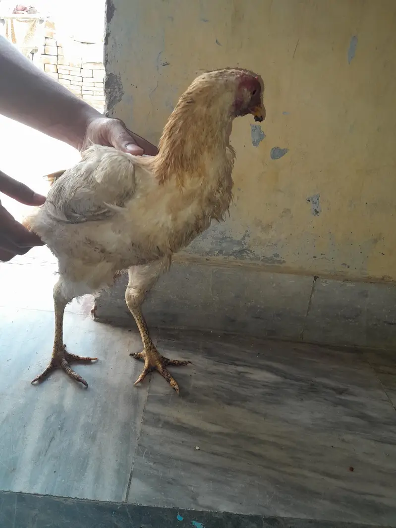 White Aseel shamo