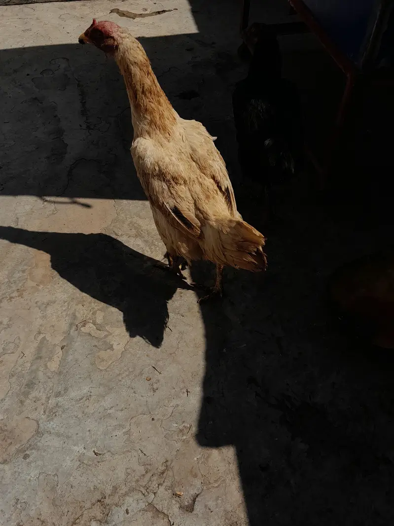 White Aseel shamo — photo 2