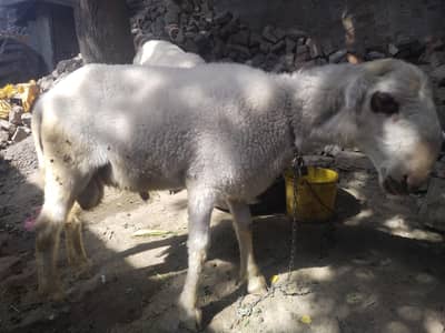 2 chatra mundra for sale