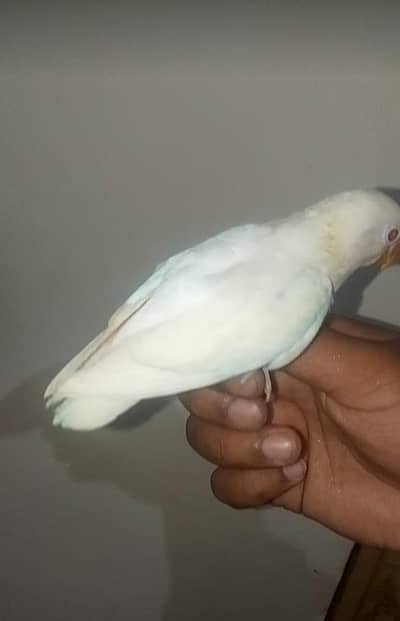Albino Red Eyes Handtame Self ChicksAvailable