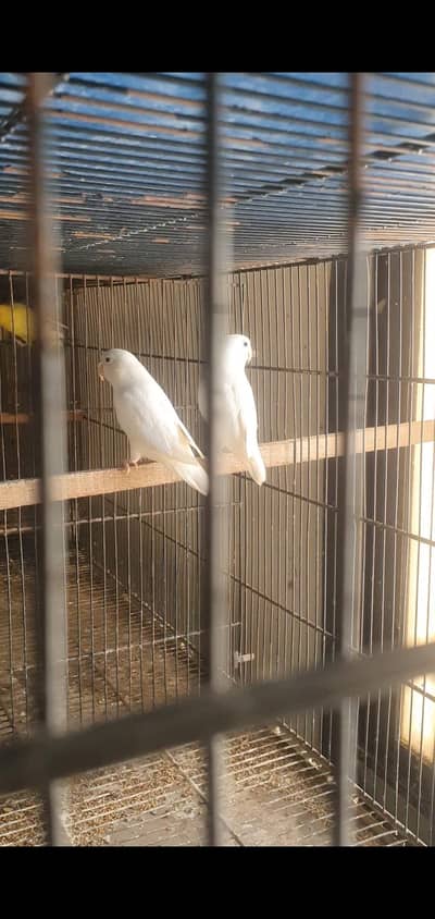 Albino breeder pair and cages. for sale. .