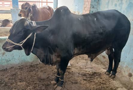 Qurbani Cow | Bulls for Sale | Bachra | Amtal Cattle\Farm Faisalabad