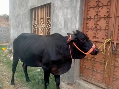 The Black bull