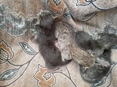 # sale a cat with kittens . Her name is XOXO