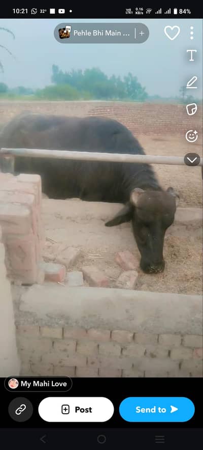Katta for sale