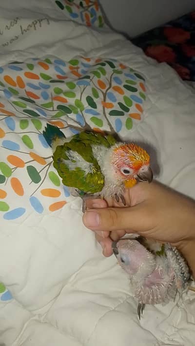 sun conure 1.5 month old pair for sale