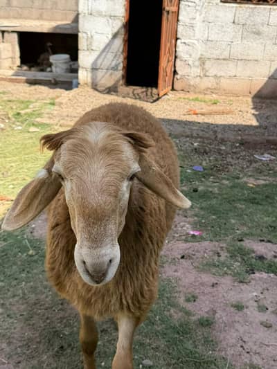 Turkish Dumba For Sale  | Healthy & Heavy 2 Brown 1 white