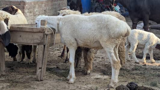 Dumba Tala gangi