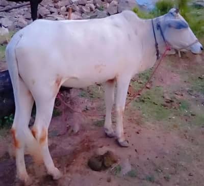 qarbani wale janwar