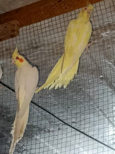 Guranted breeder pair haelthy and active .