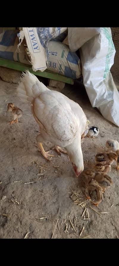 high quality aseel 3 murgiya with mix chiks all setup