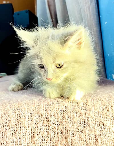 cat for   sell  colar gery