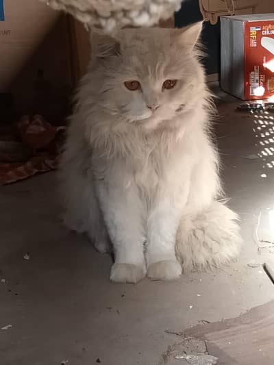 Persian Breed adult male