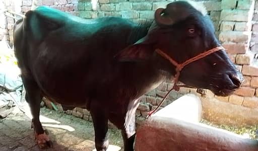 2 dant heavy weight ha Ghar ka Pala hoa ha 5man sa upar ha meat