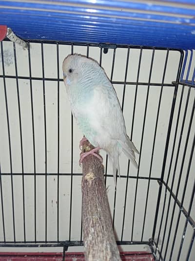 PIED BUDGIE MALE FOR SALE - REASONABLE PRICE