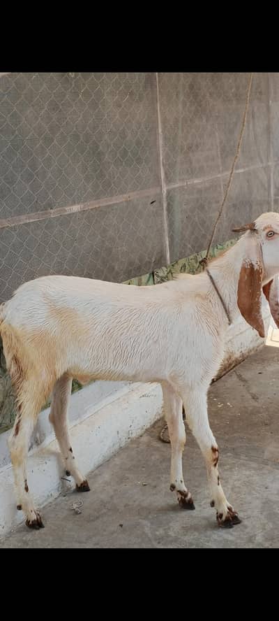 sheep and goat
