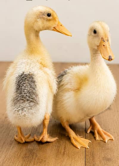 Duckling Pair Looking for a New Home